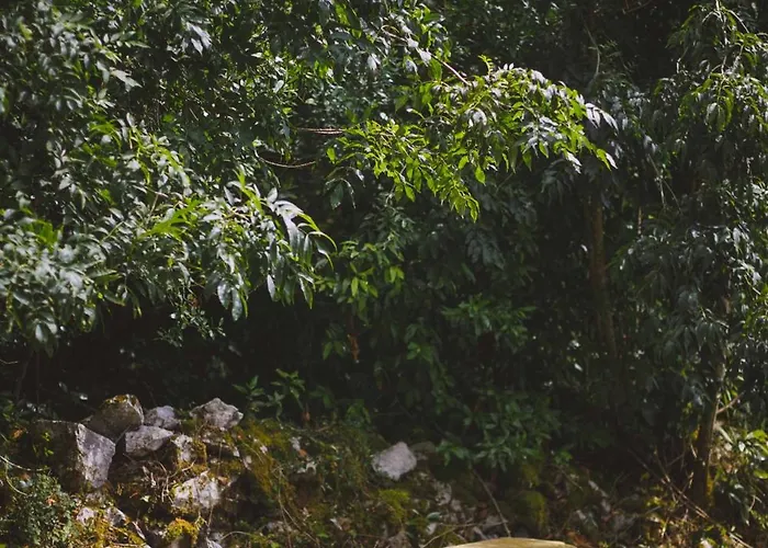 La Cardenosa De Cantabria Rada (Cantabria)